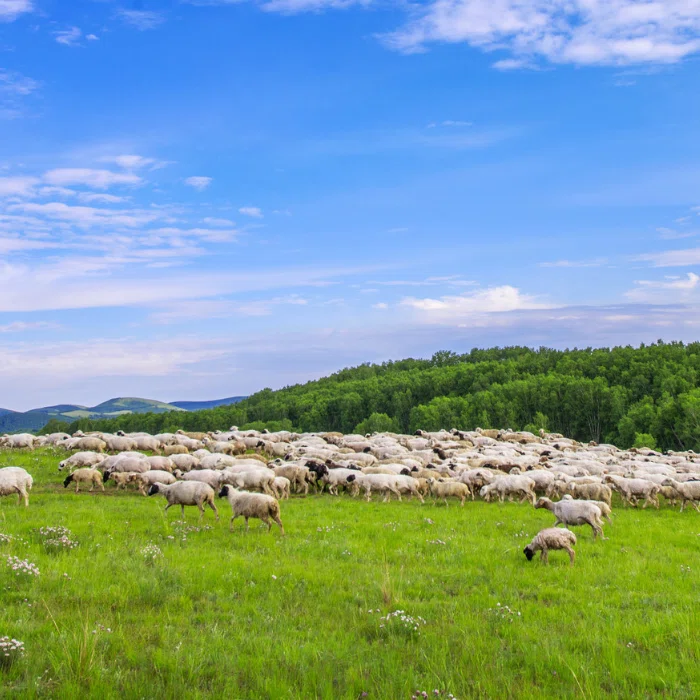 Animal Protection for Better Future